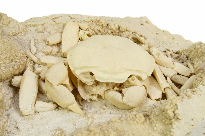 Fossil Crab (Potamon) Preserved in Travertine - Turkey #350886